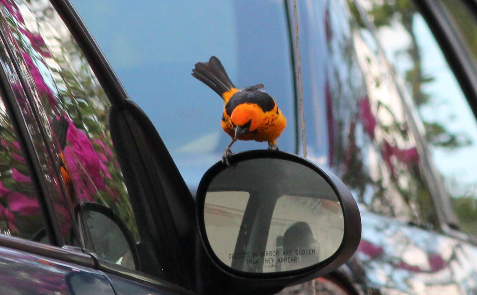 Image of Spot-breasted Oriole