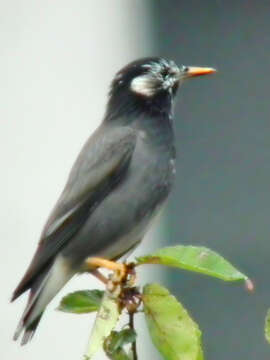 Image of White-cheeked Starling