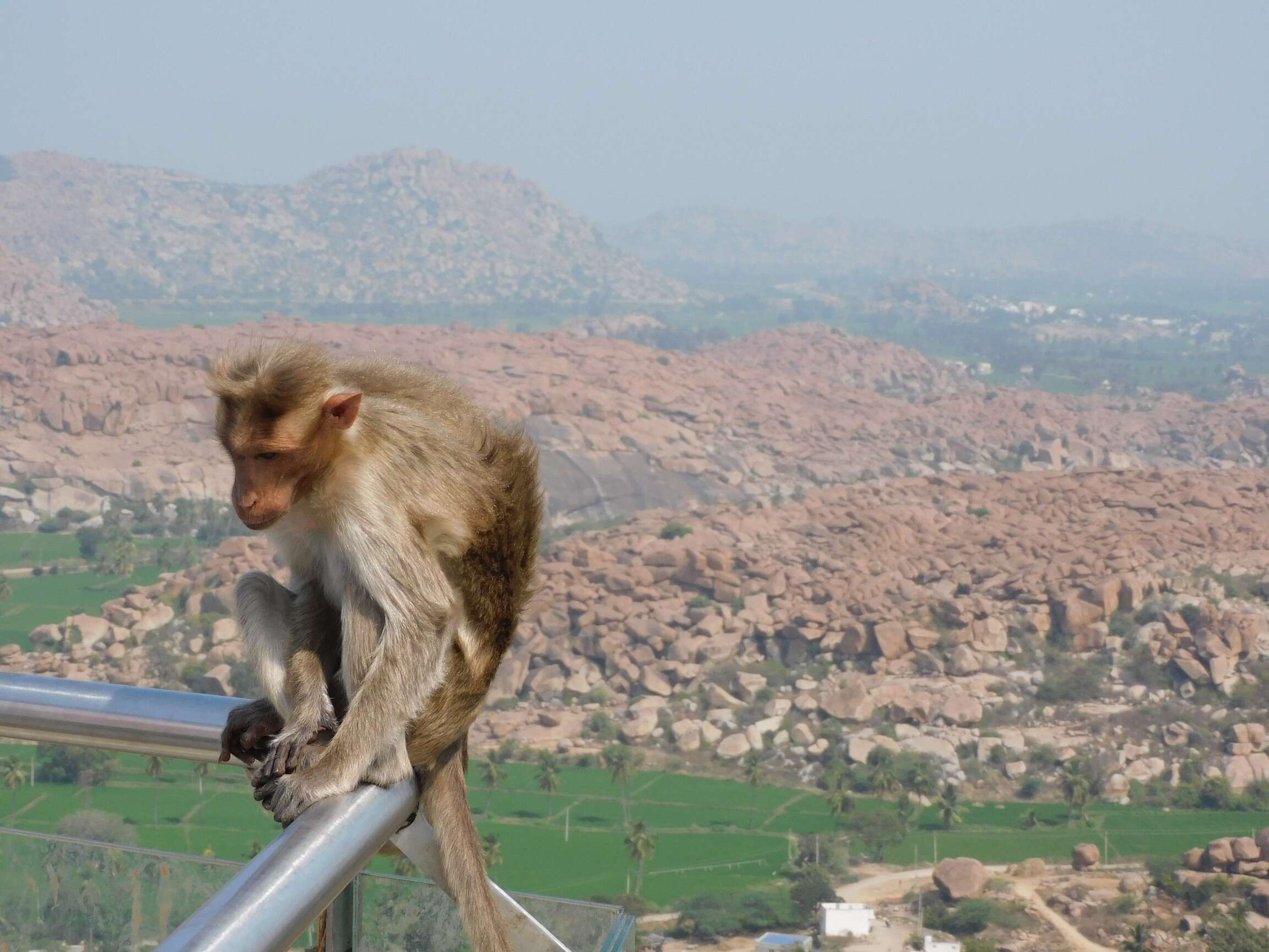 Image of Bonnet Macaque