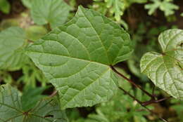 Image of Ampelocissus latifolia (Roxb.) Planch.