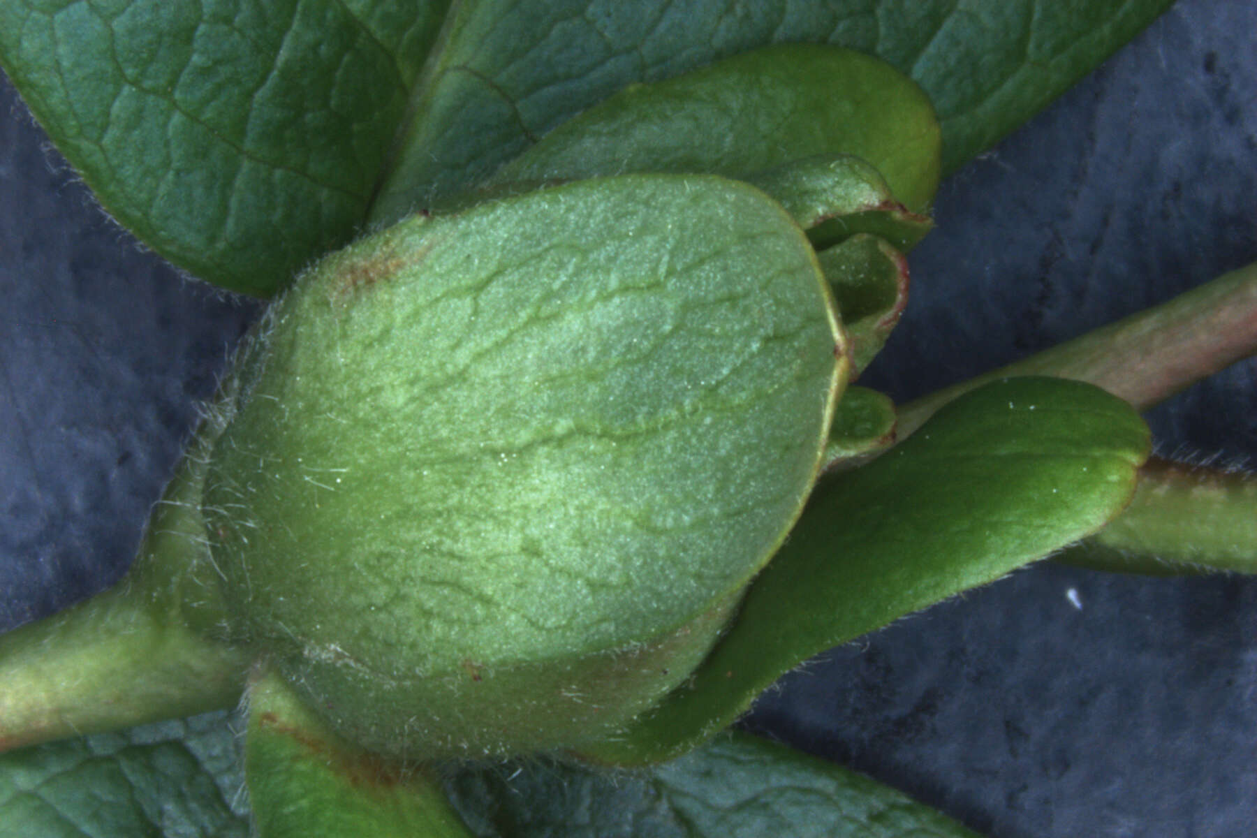 Image of Mountain Camellia