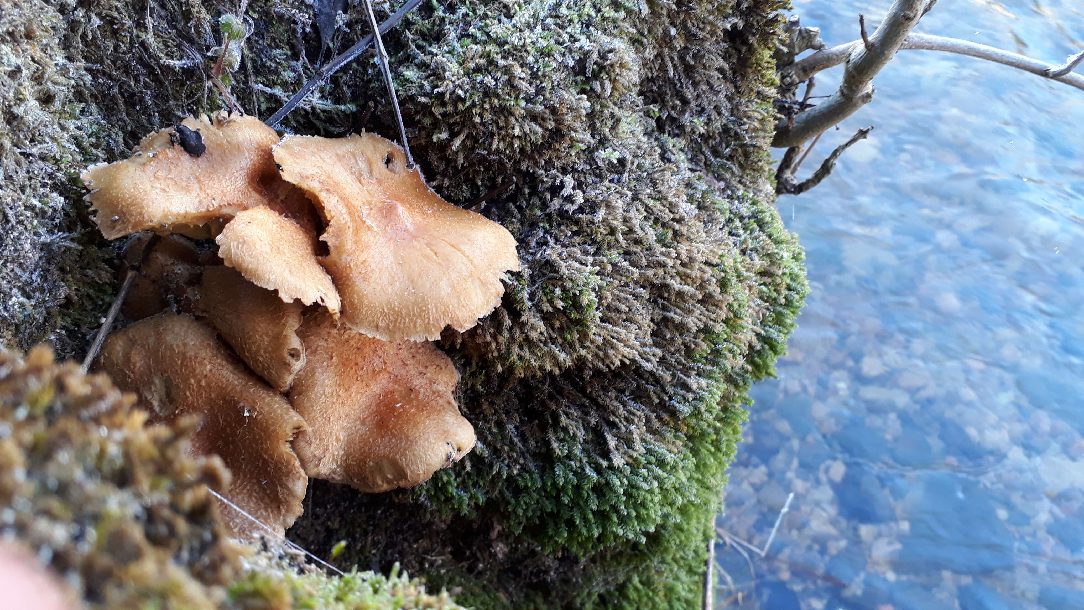 Pholiota squarrosa (Vahl) P. Kumm. 1871 resmi