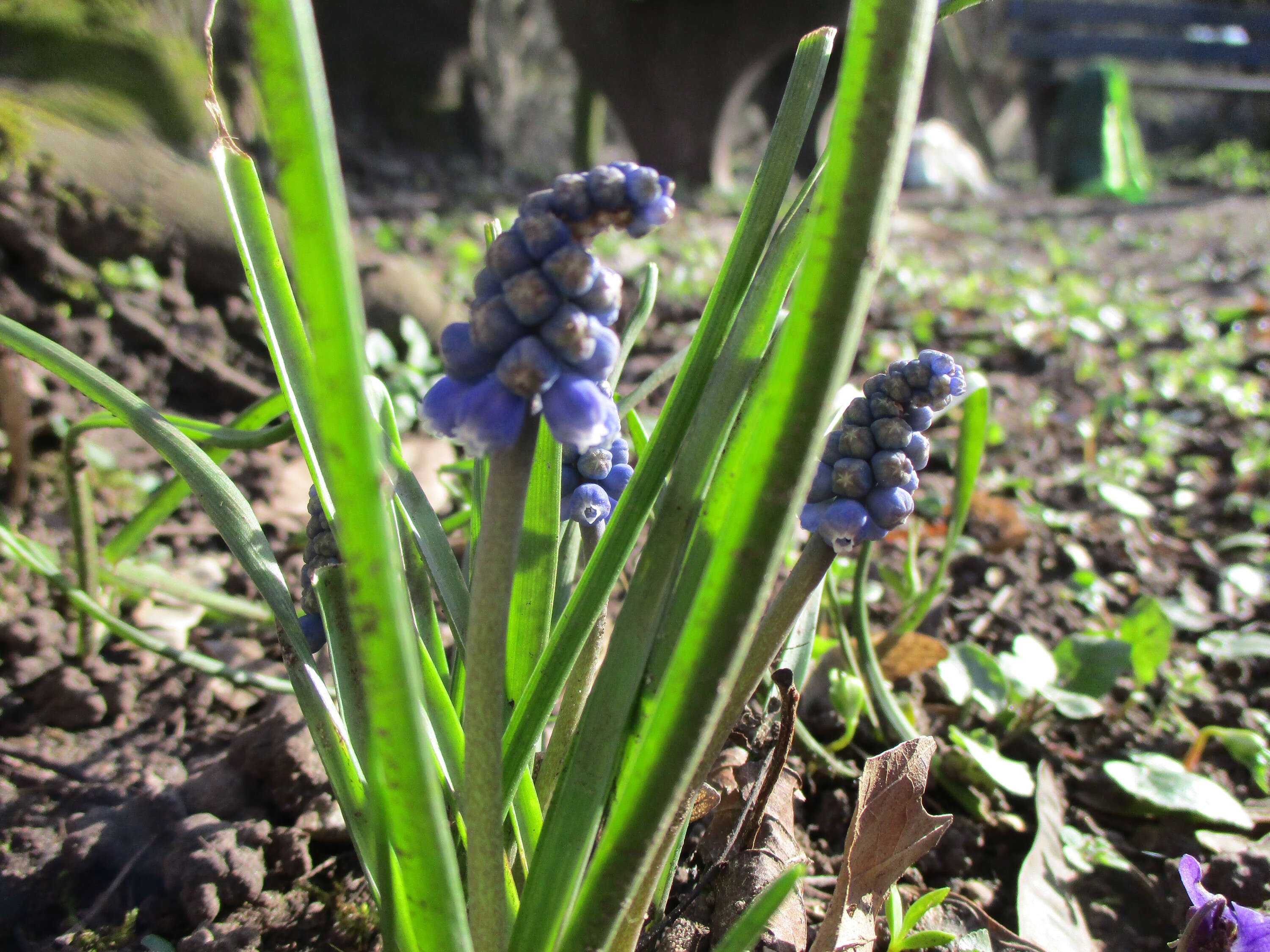 Image of Armenian grape hyacinth