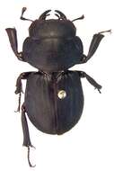 Image of Kauai Flightless Stag Beetle