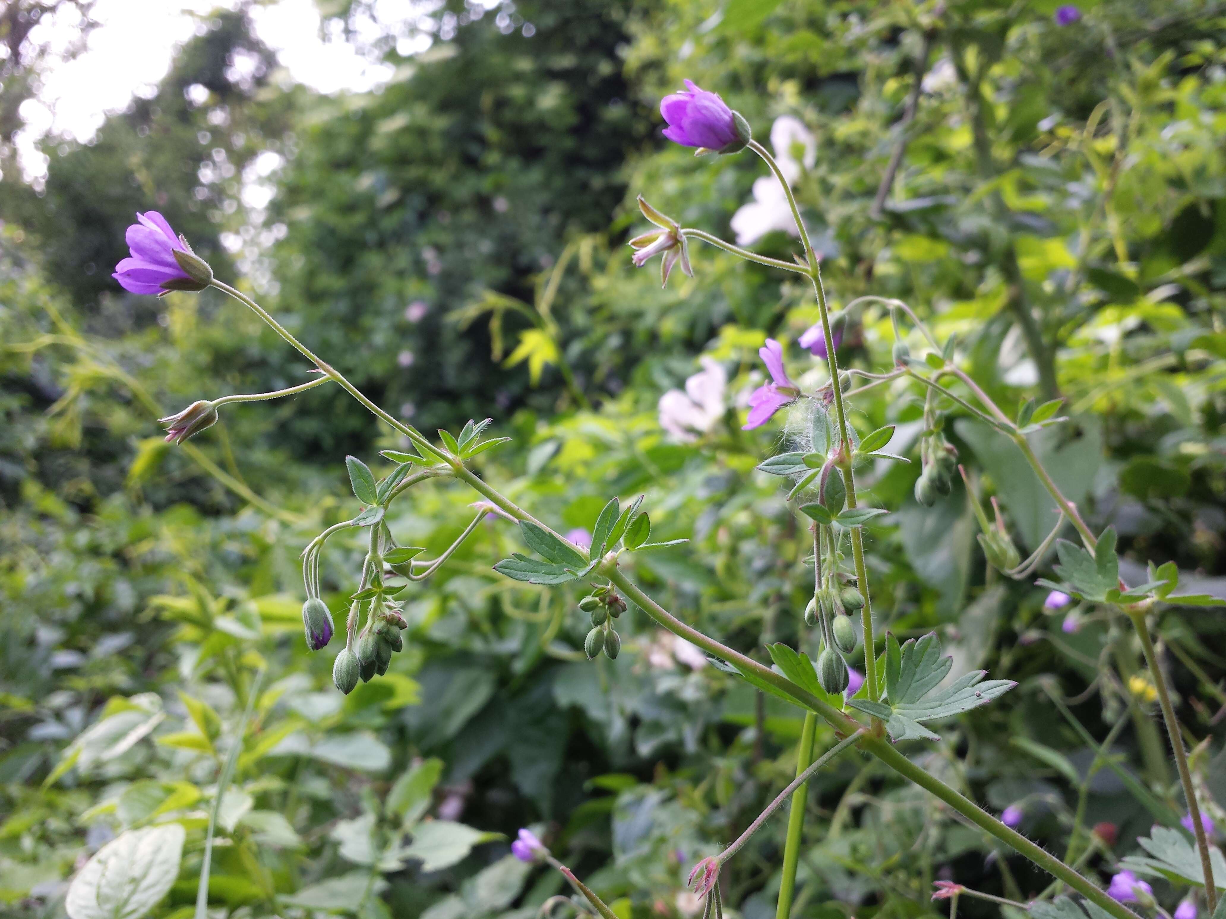 Image of hedgerow geranium