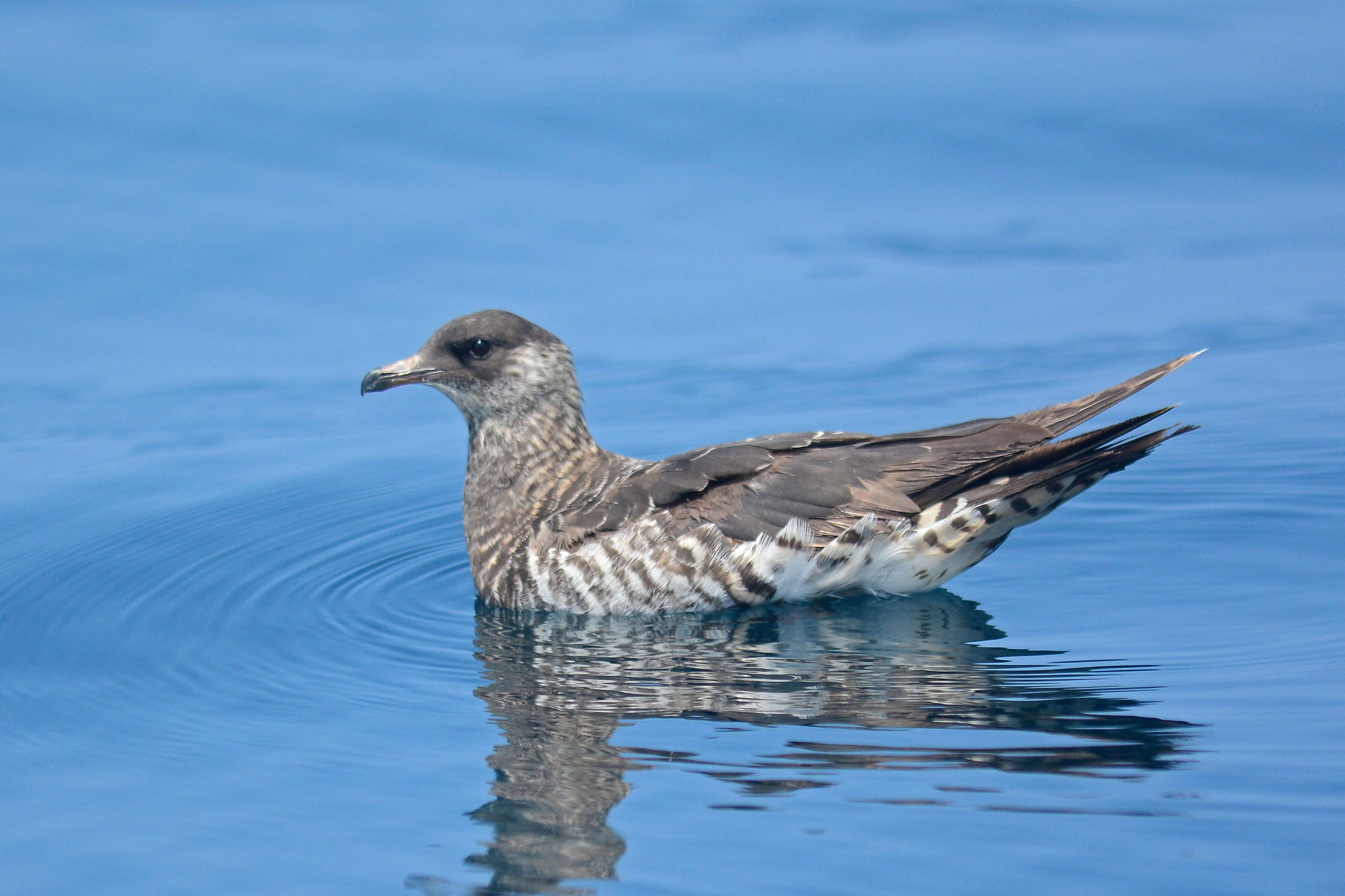 Image of Arctic Skua