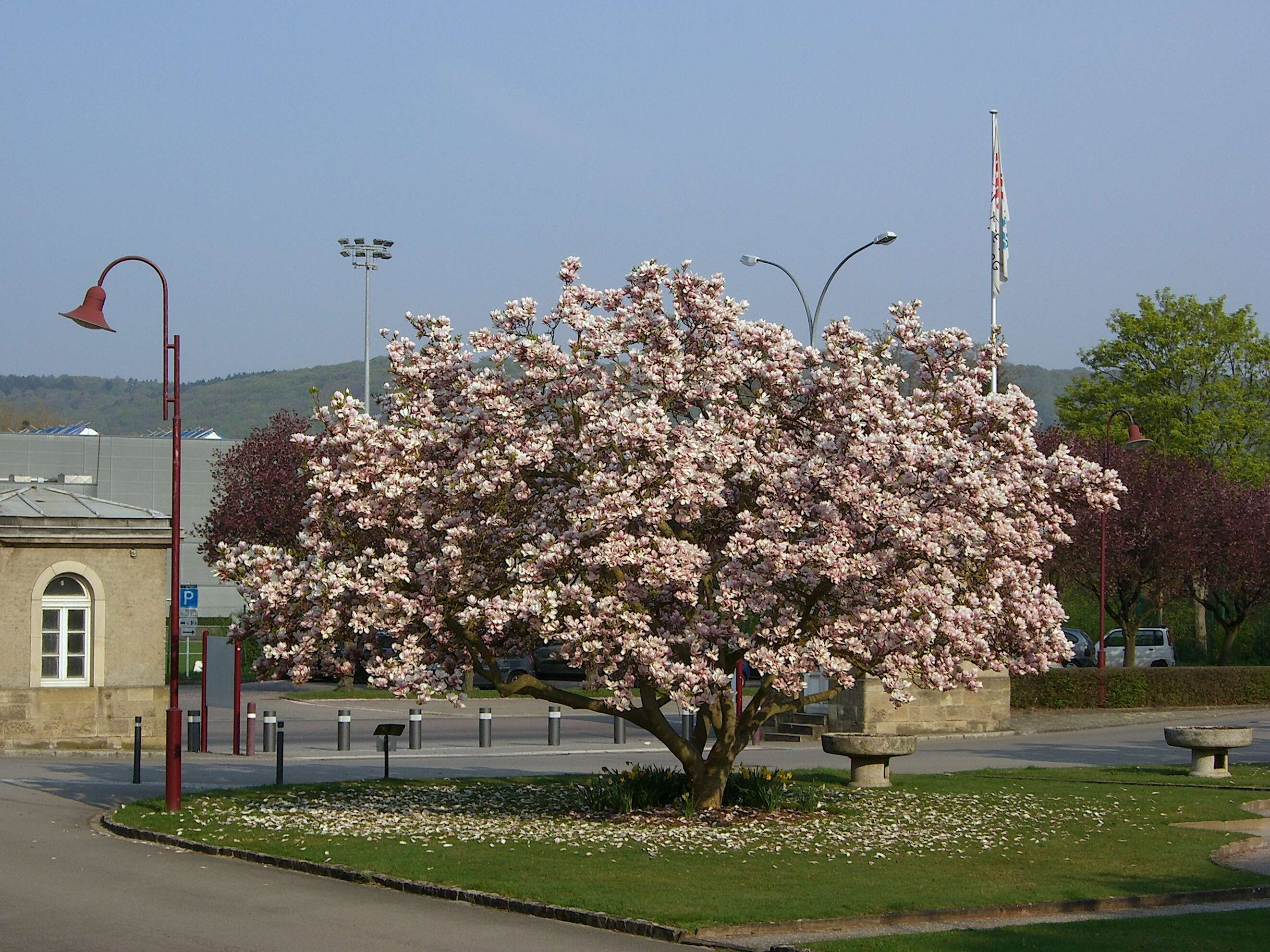 Sivun Manglietia kuva