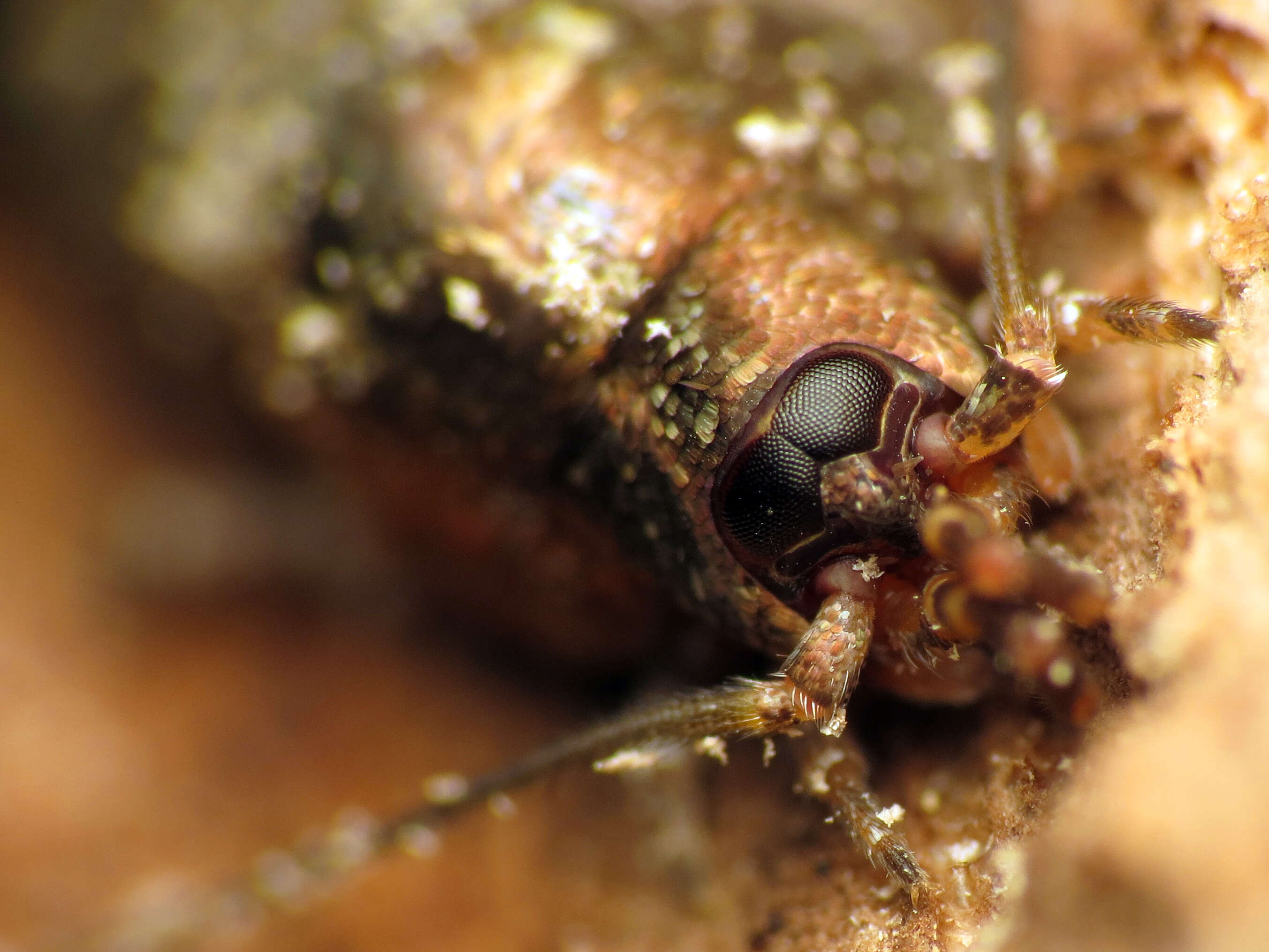 Image of jumping bristletails