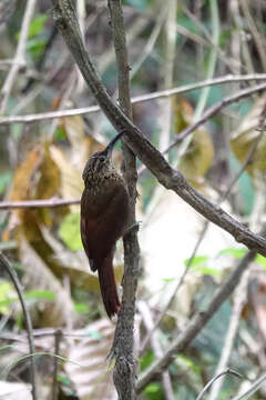 Image of Cocoa Woodcreeper