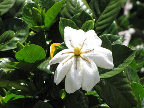 Image of Cape jasmine