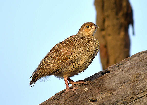 Image of Gray Francolin