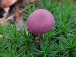 Image of Laccaria amethystina Cooke 1884