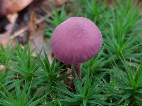 Image of Laccaria amethystina Cooke 1884