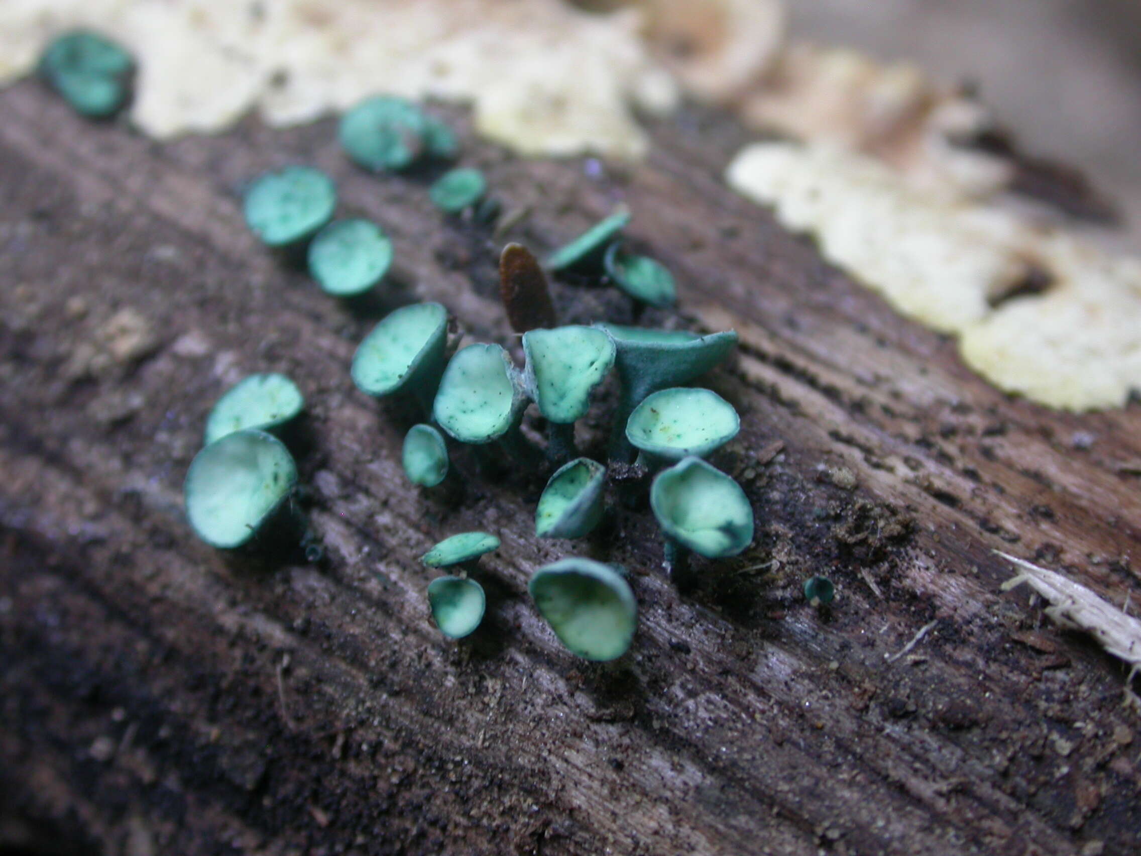 Image of Chlorociboria aeruginascens (Nyl.) Kanouse ex C. S. Ramamurthi, Korf & L. R. Batra 1958