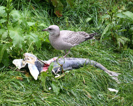 صورة <i>Larus brachyrhynchus</i>