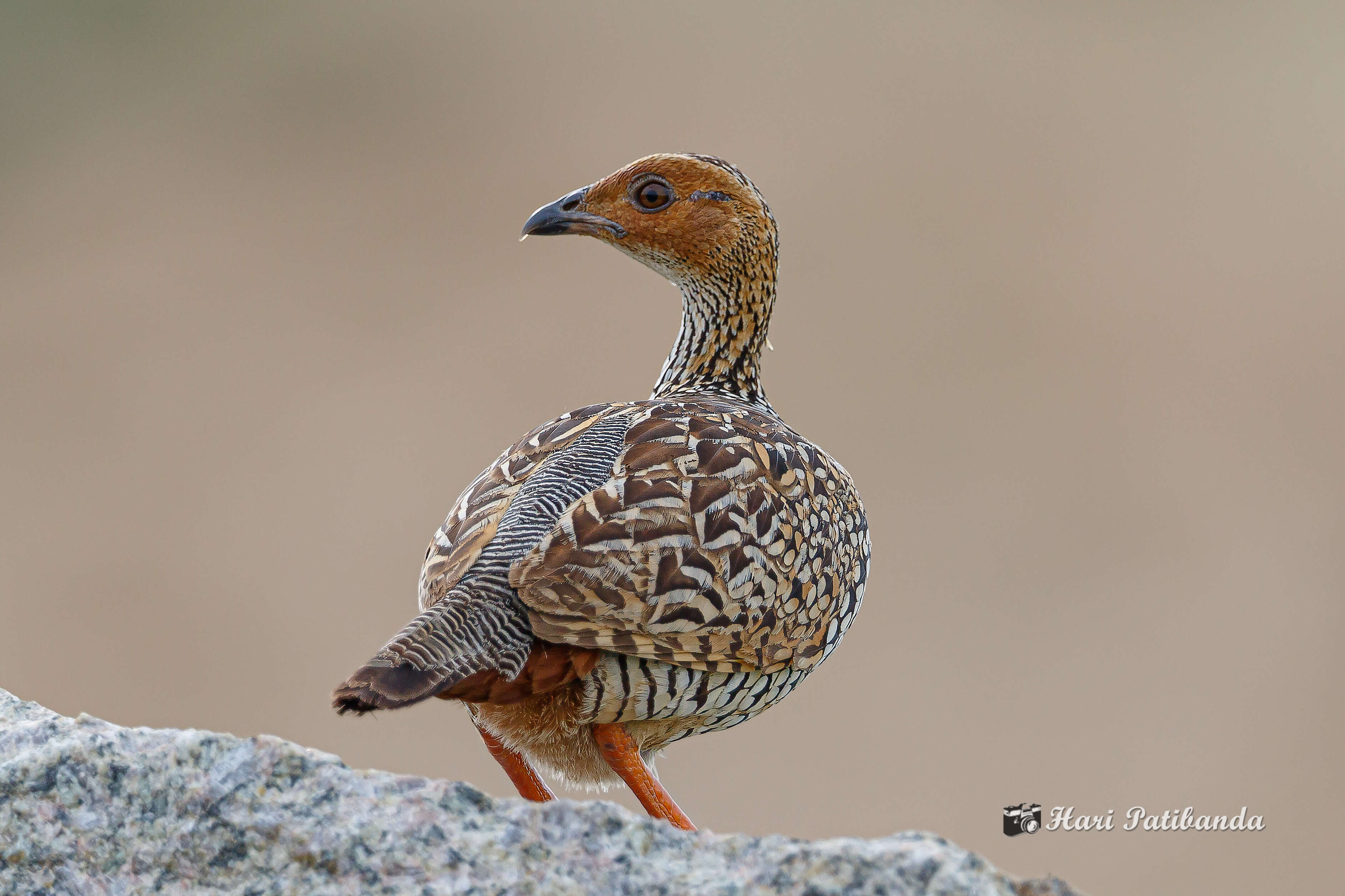 Image of Painted Francolin