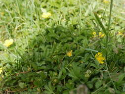 Imagem de Potentilla reptans L.