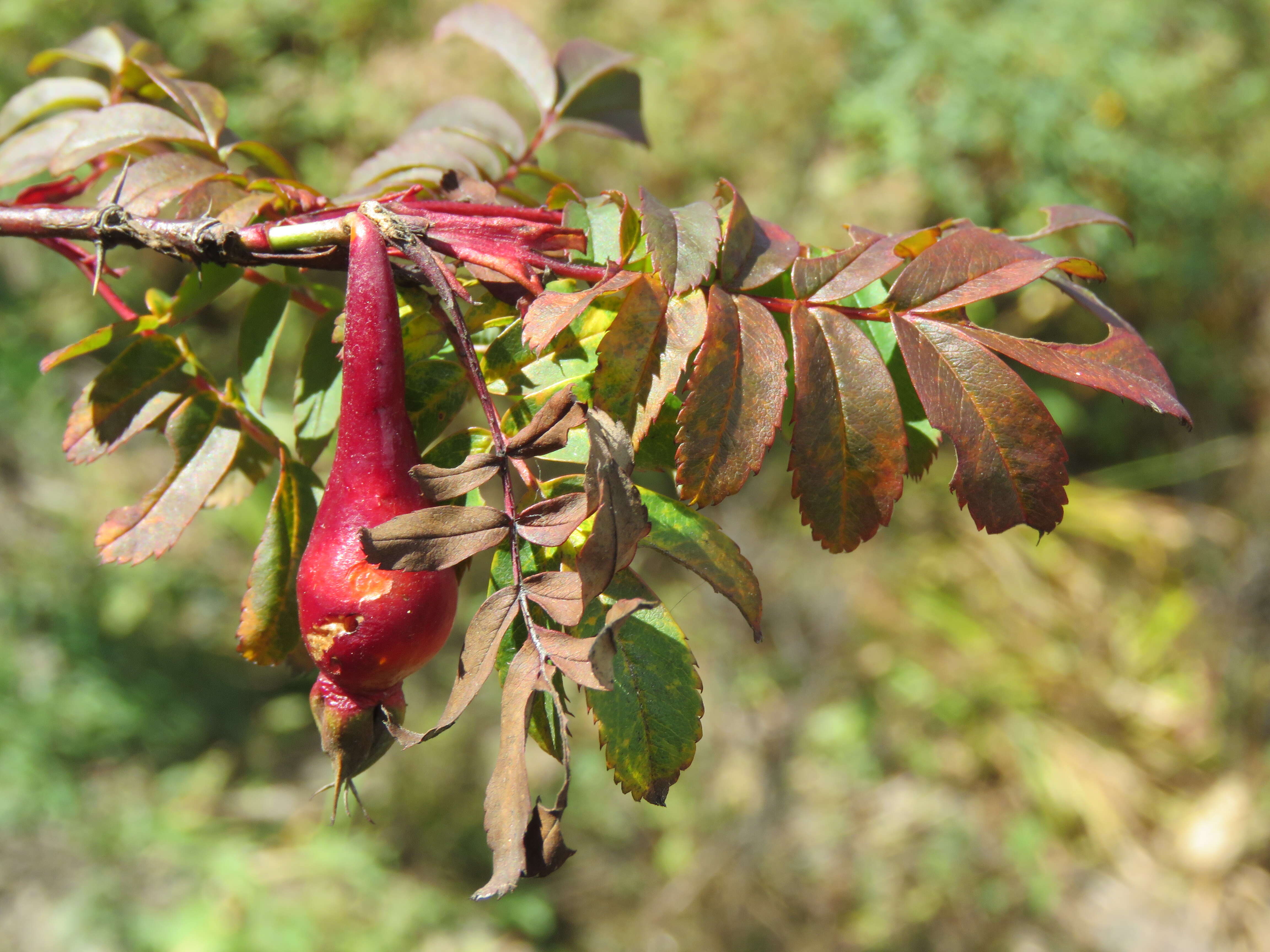 Image of Rosa sericea Lindl.