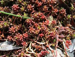 Image of White Stonecrop