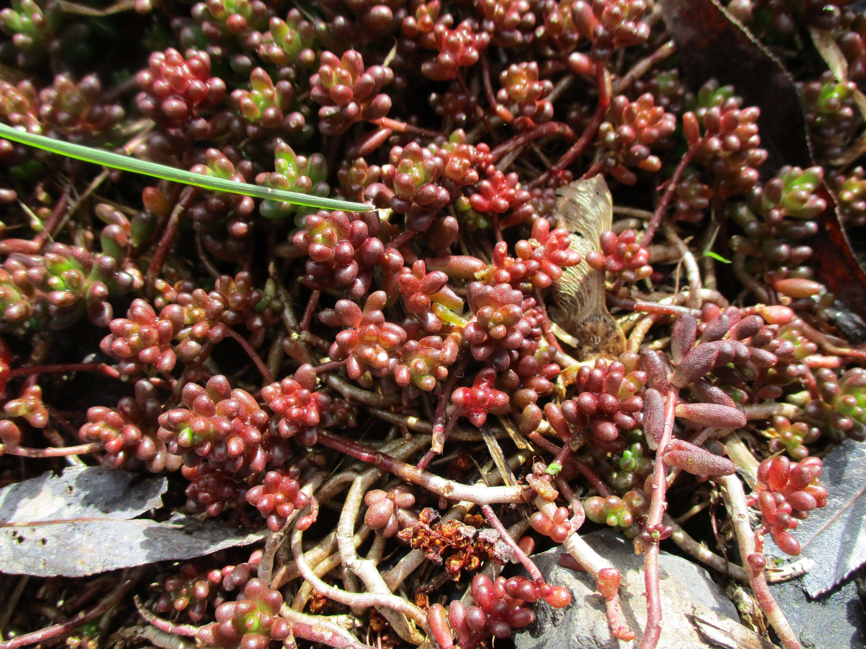 Image of White Stonecrop