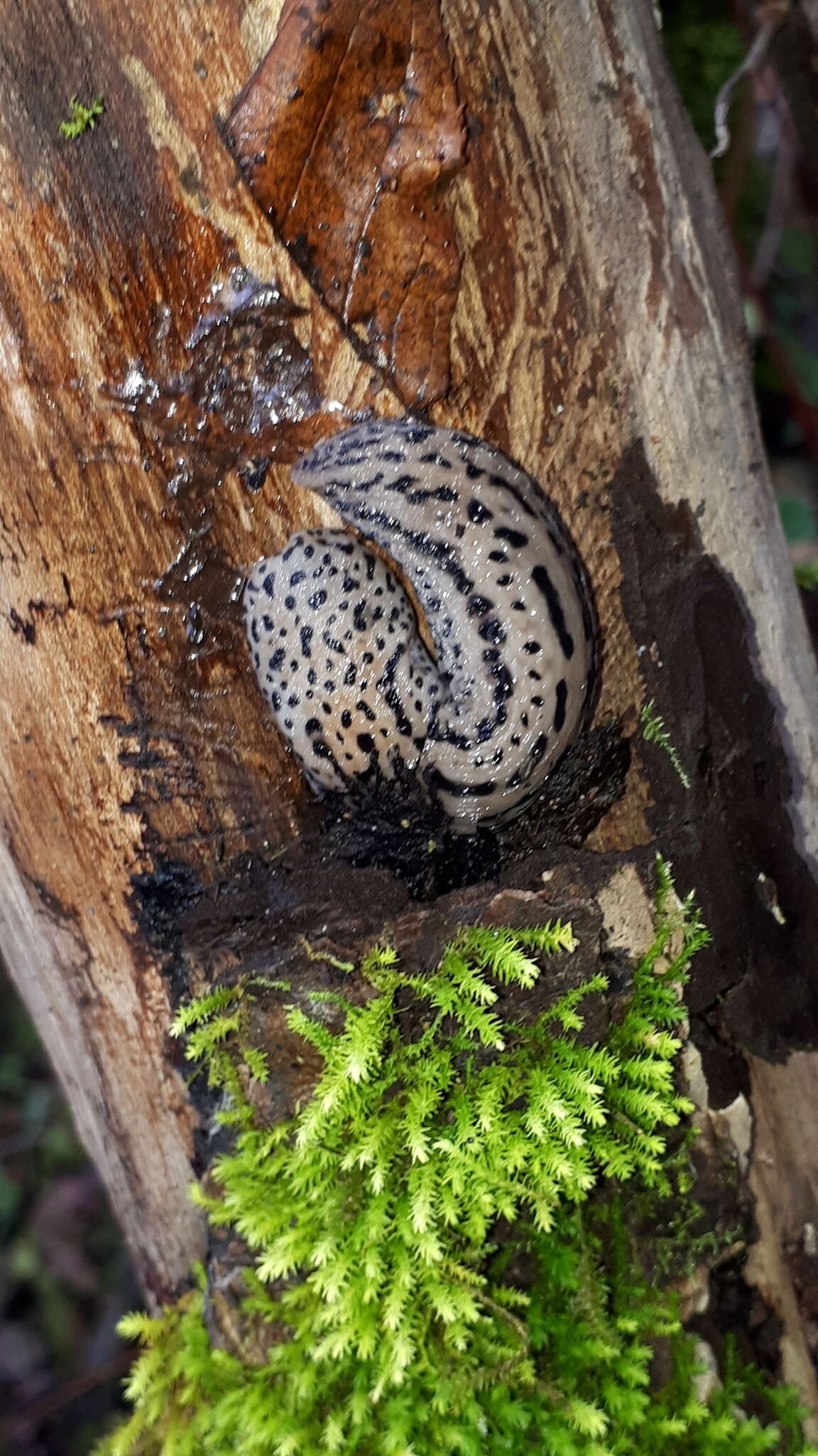 Image of garden slugs