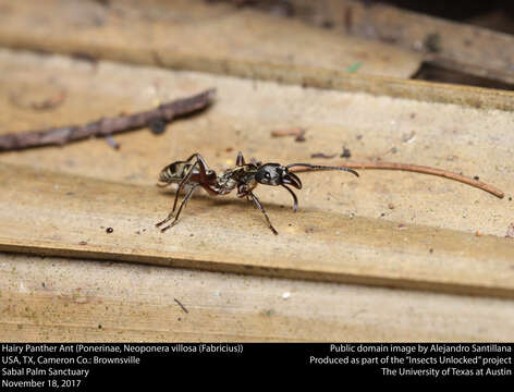 Imagem de Neoponera villosa