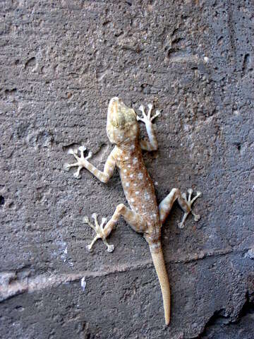 Image of Fan-fingered gecko