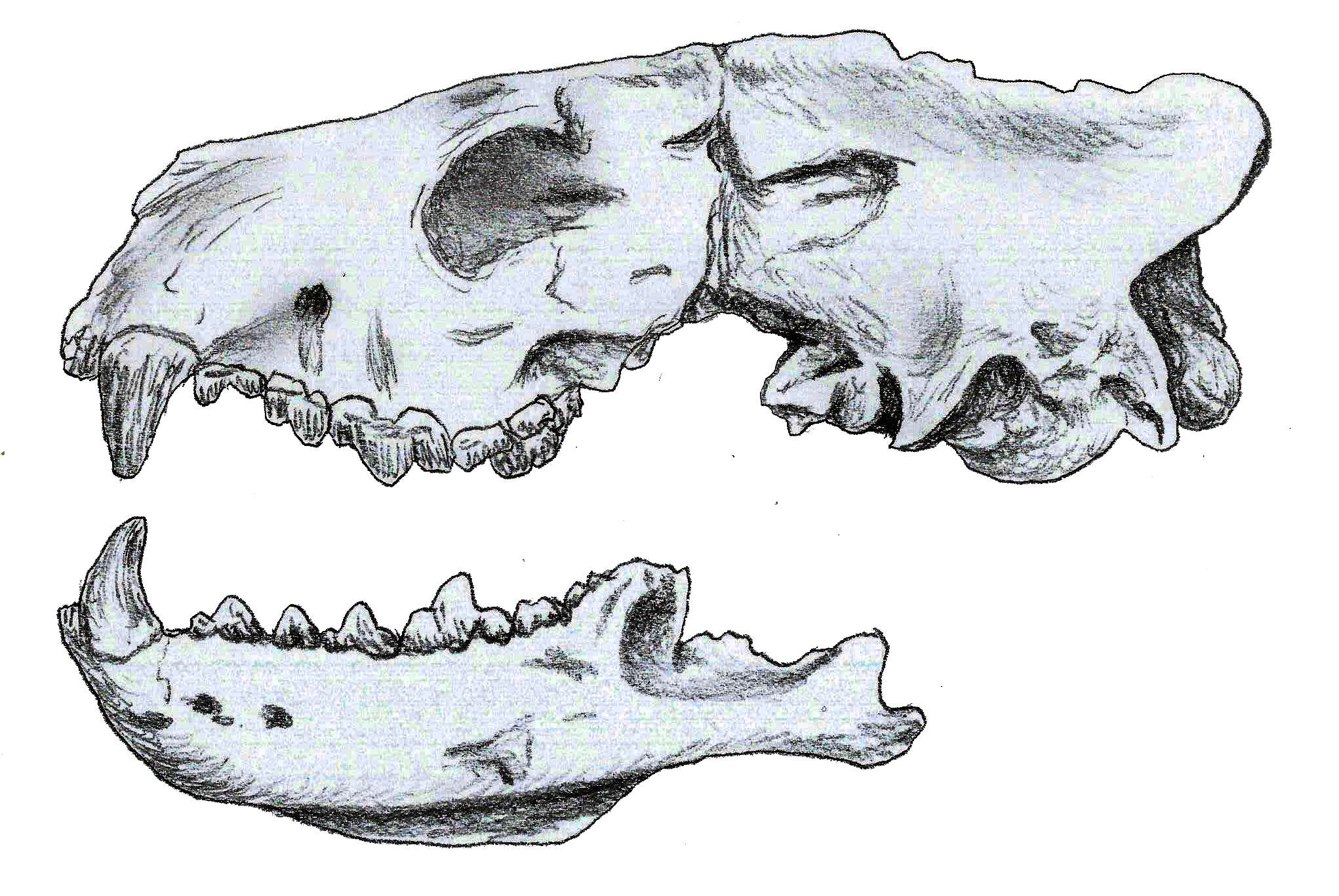 Image of Hesperocyoninae