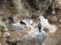 Image of Spotted Shag