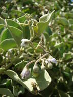 Image de Solanum nelsonii Dun.