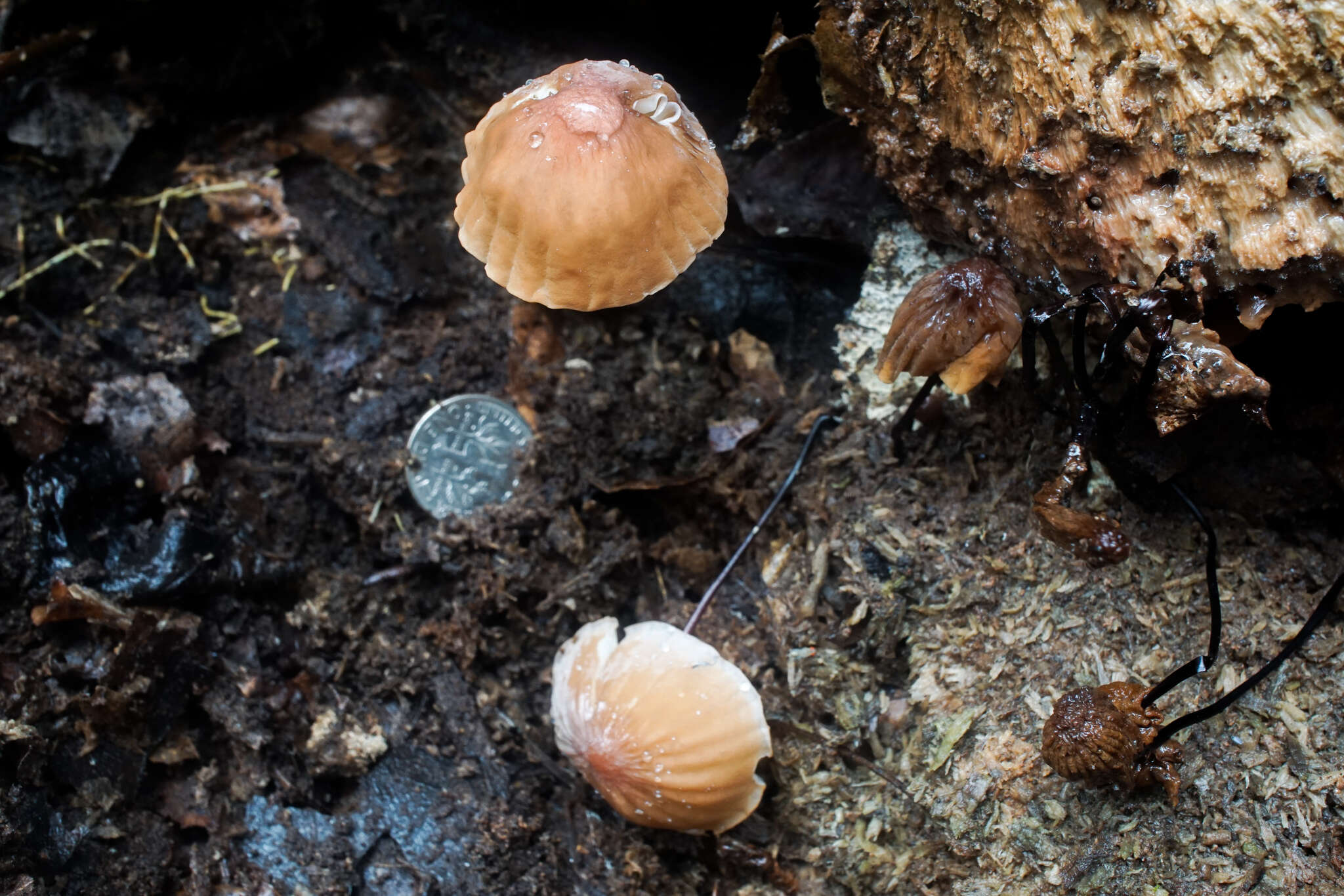 Image of Marasmius fulvoferrugineus Gilliam 1976