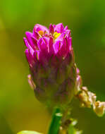 Image of blood milkwort