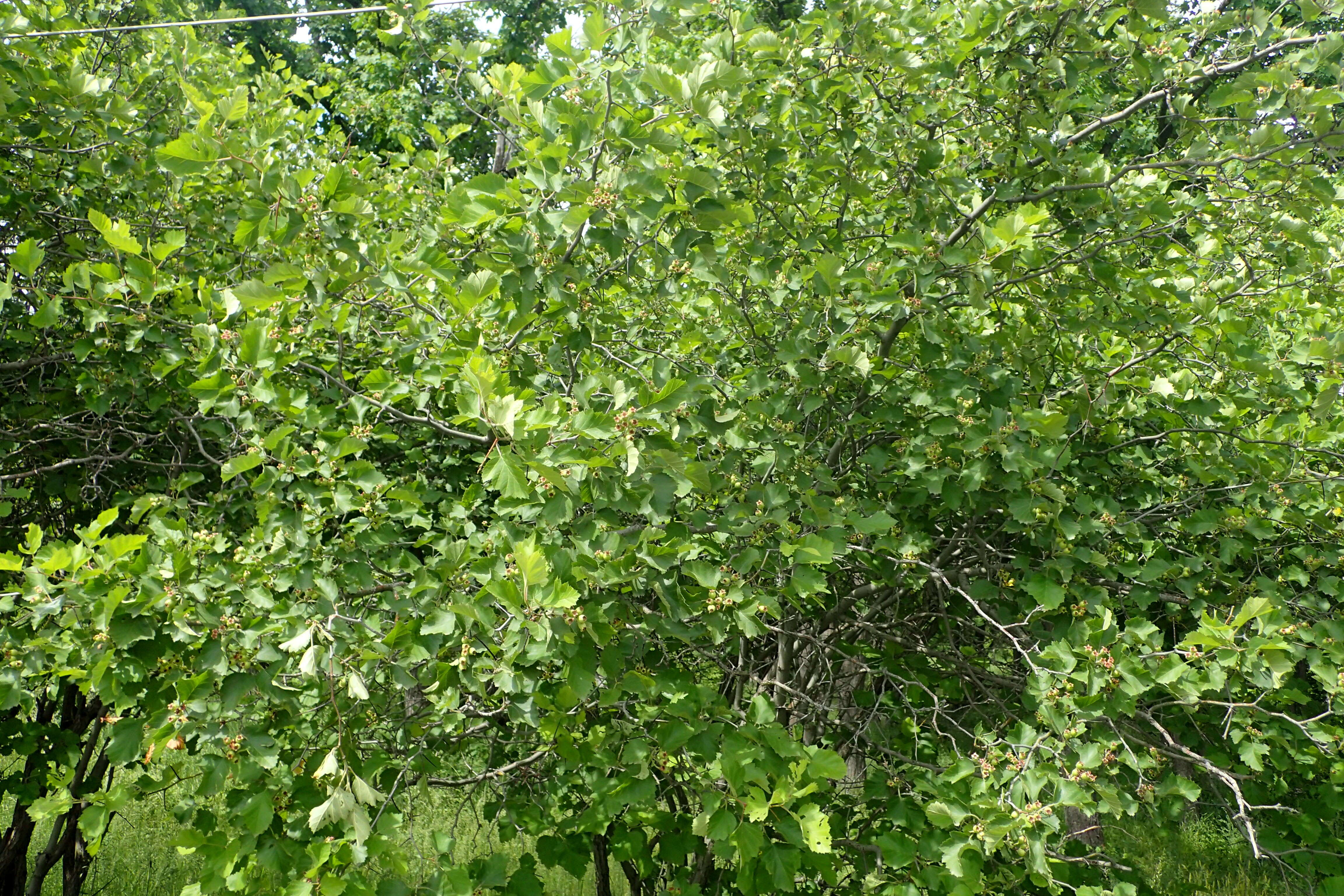 Image of Crataegus macracantha