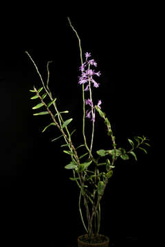 Imagem de Dendrobium hasseltii (Blume) Lindl.