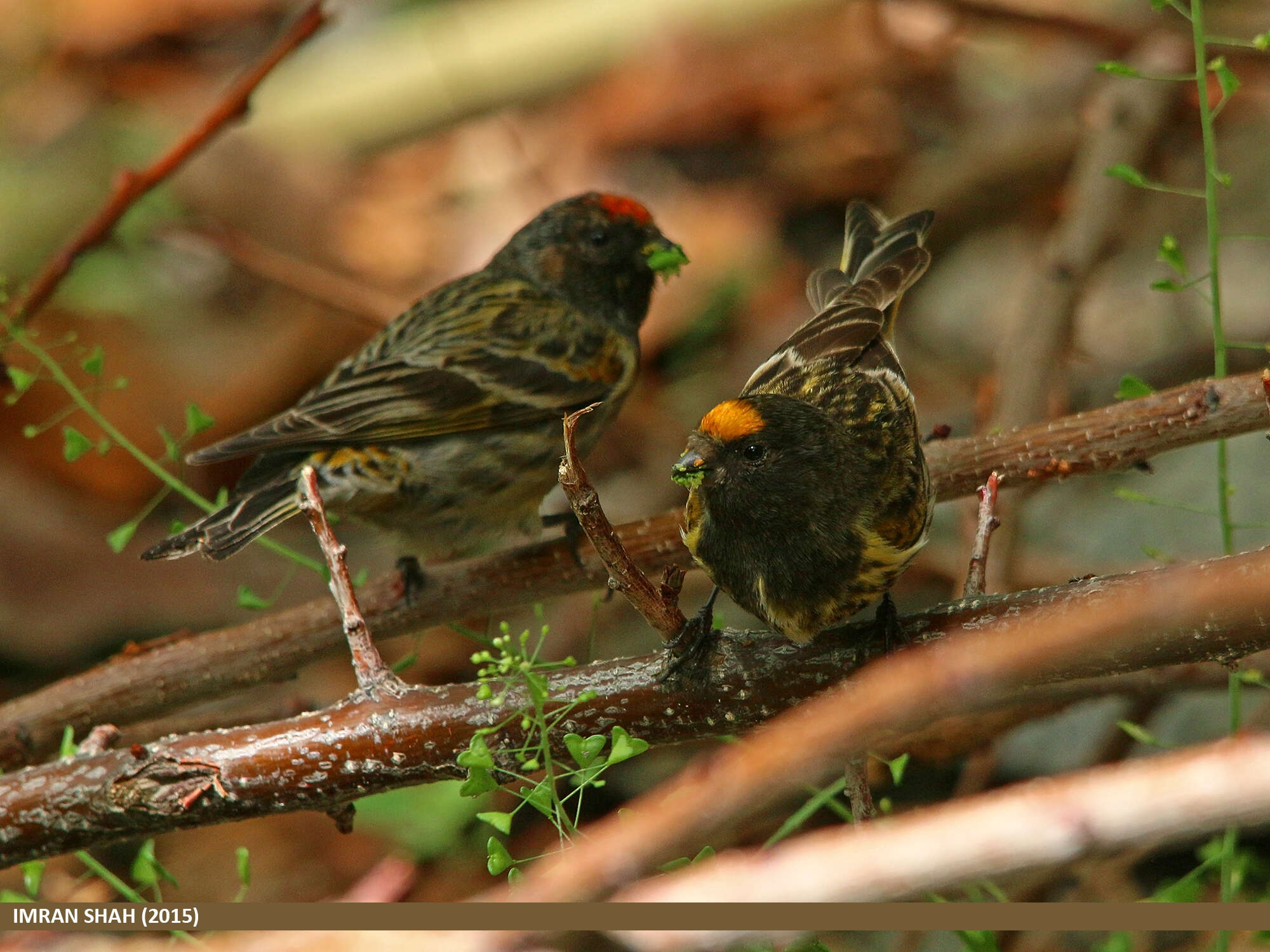 Image of Fire-fronted Serin