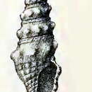 Image of Paradrillia lithoria (Melvill & Standen 1903)