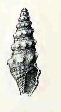 Image of Paradrillia lithoria (Melvill & Standen 1903)