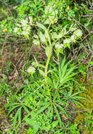 Image of Stinking Hellebore