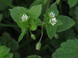 Image of common chickweed