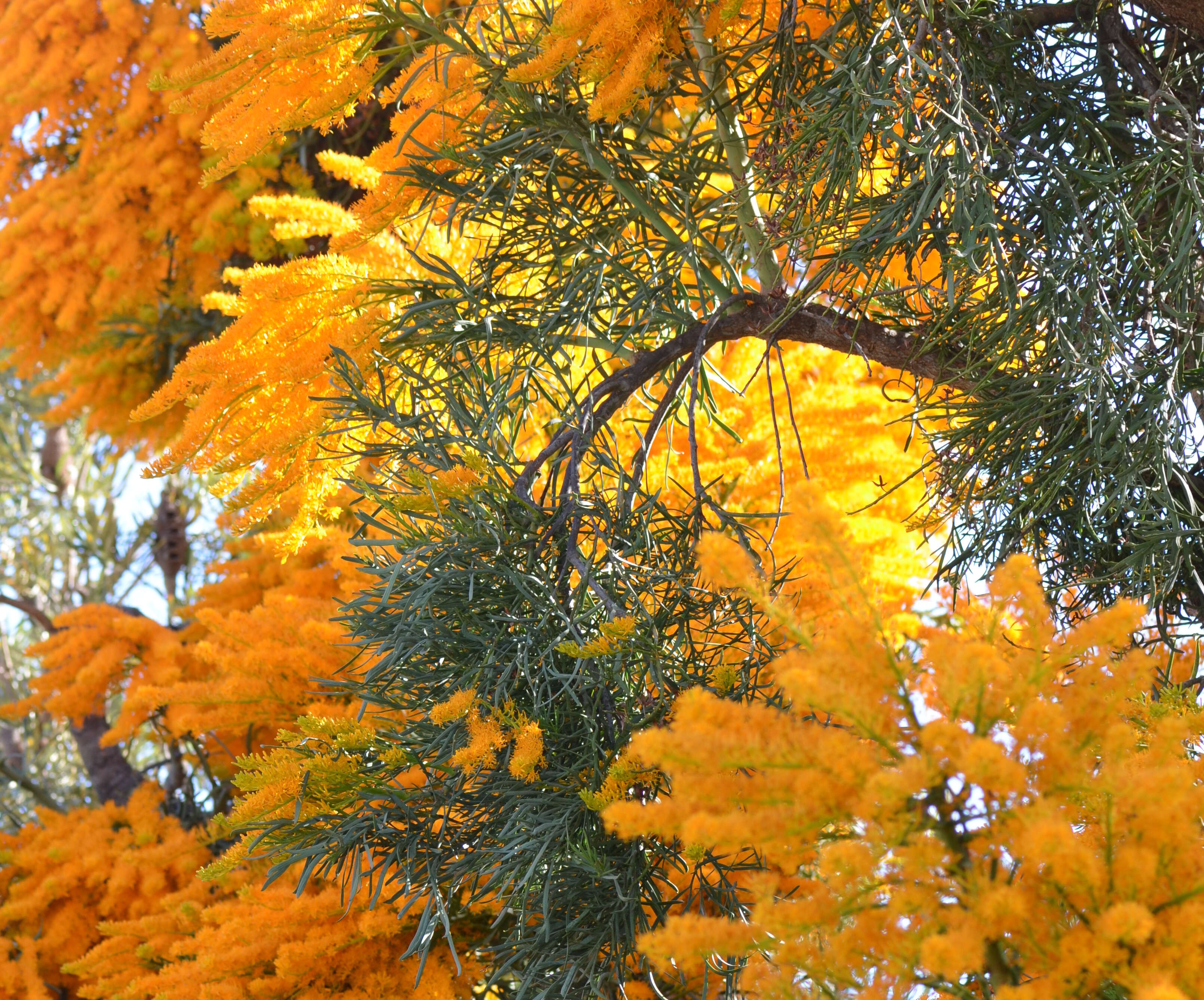 صورة Nuytsia