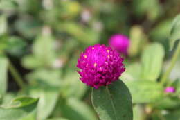 Image of Globe Amaranth