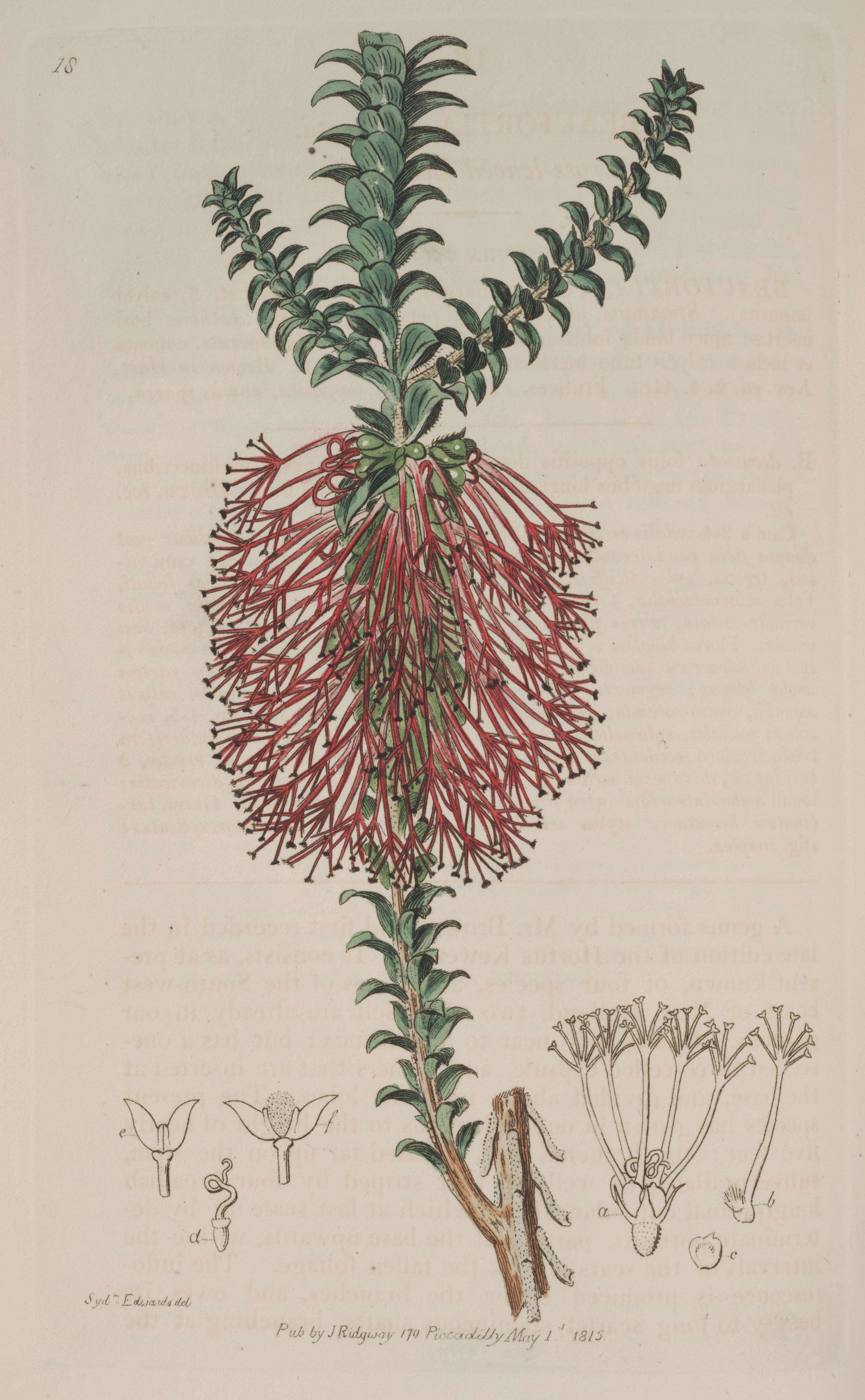 Image of Melaleuca transversa Craven & R. D. Edwards