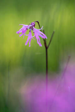 Image de Lychnis