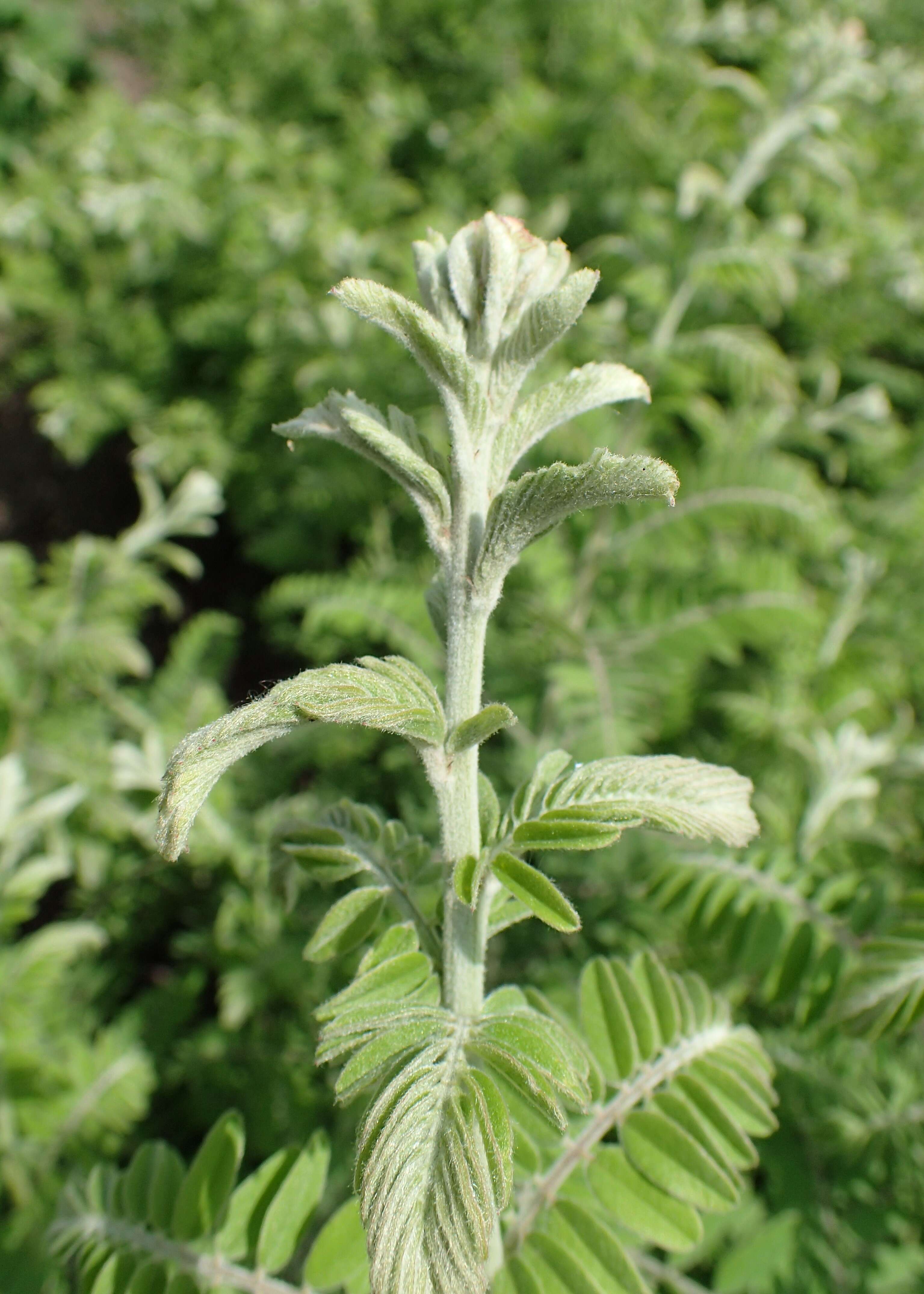 Image of leadplant