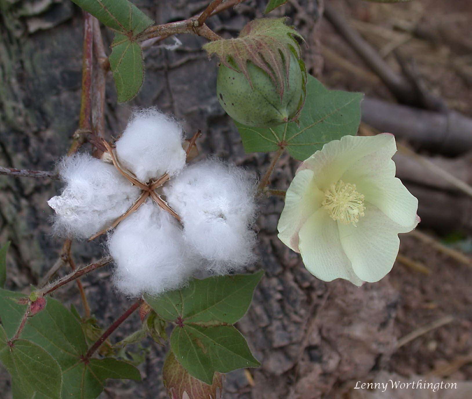 Imagem de Gossypium arboreum L.