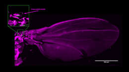 Image of fruit fly