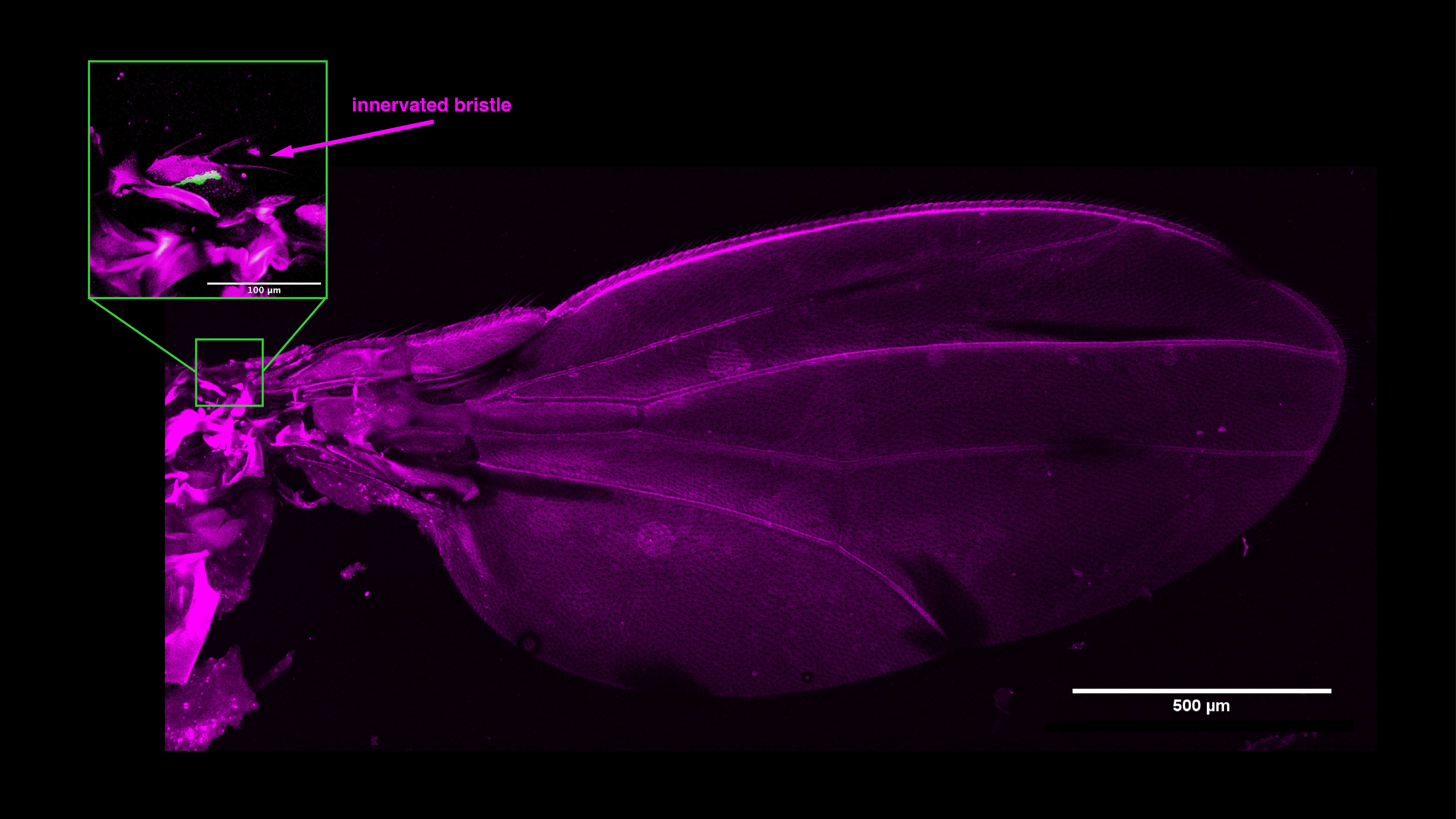 Image of fruit fly