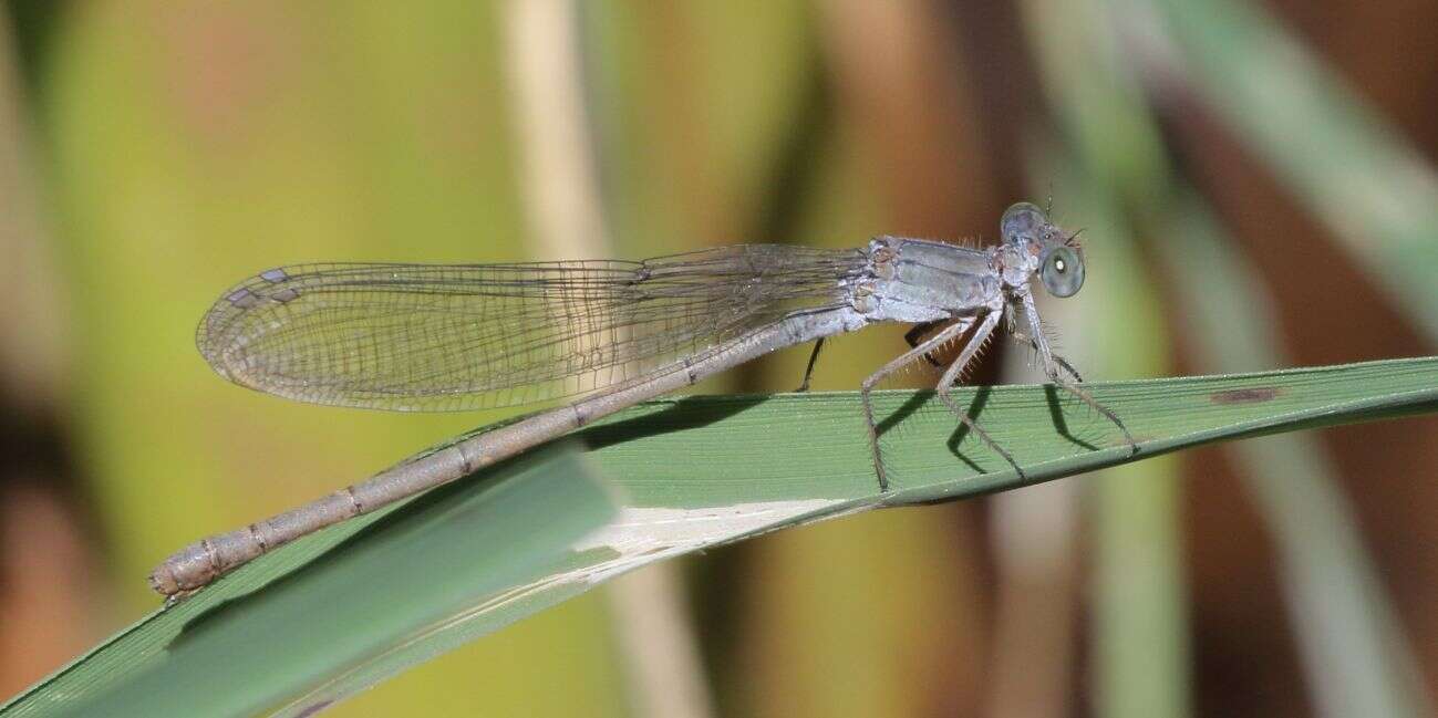 Image of Common Riverjack