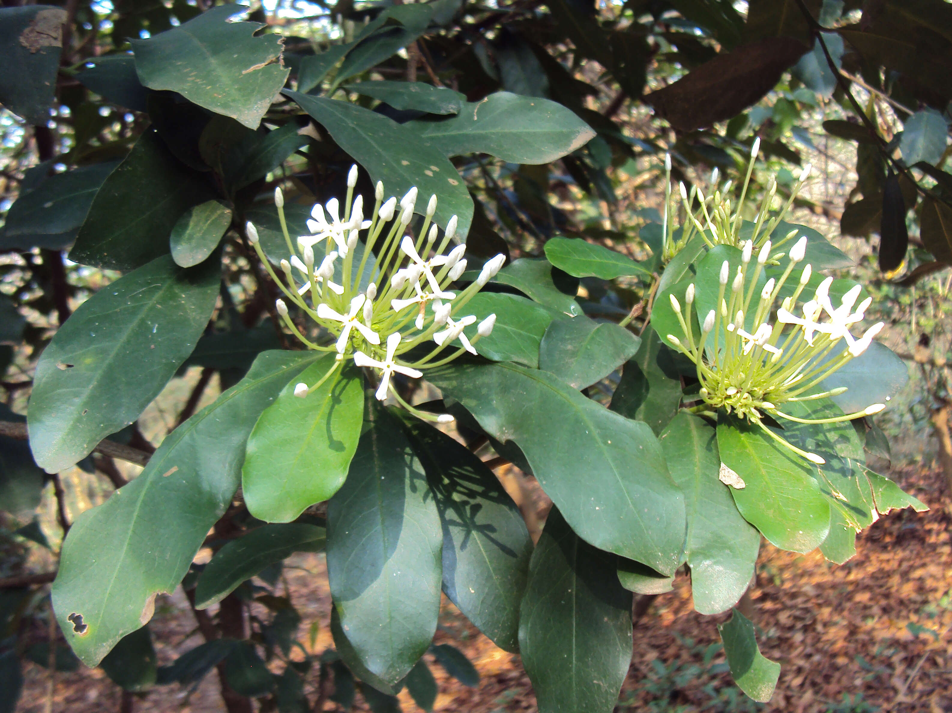 Image of Ixora finlaysoniana Wall. ex G. Don