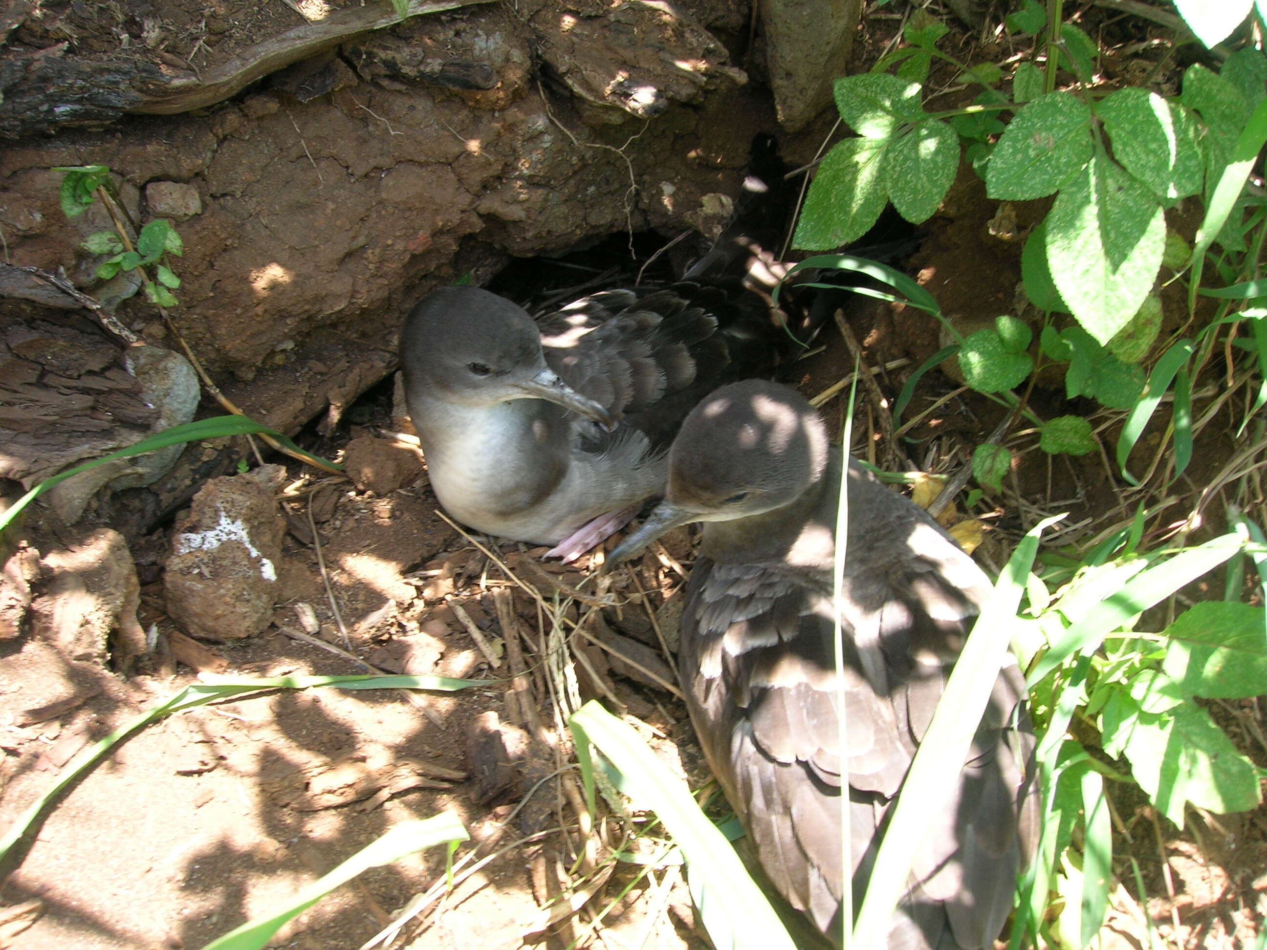 Image of Wedge-tailed Shearwater